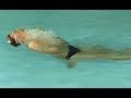 How to Swim Fast - Underwater Dolphin Backstroke