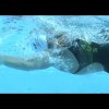 The Secret to Perfect Backstroke Technique
